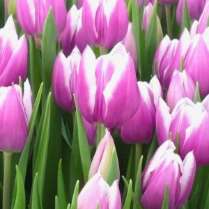 Превью Камалия