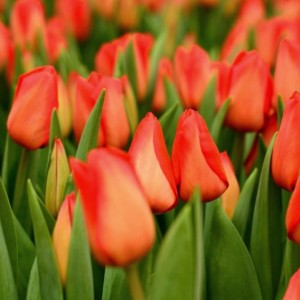 Превью Лалибела