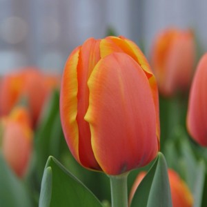 Превью Тайм Аут