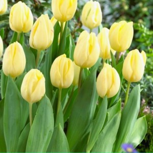 Превью Крем фреш