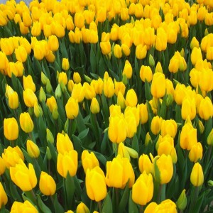 Превью Стронг Голд