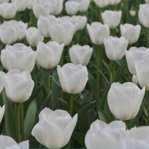 Превью Роял Виржн