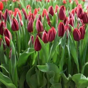 Превью Фёрст Лайф