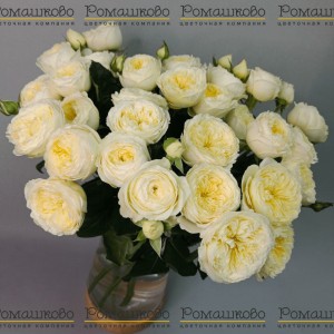 Превью Букет из кустовых роз «Яблоневый цвет»