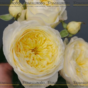 Превью Букет из кустовых роз «Яблоневый цвет»