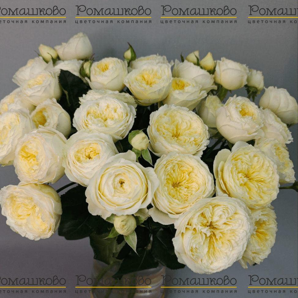 Букет из кустовых роз «Яблоневый цвет»