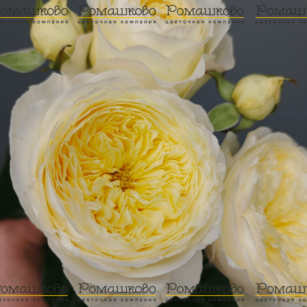 Букет из кустовых роз «Яблоневый цвет»