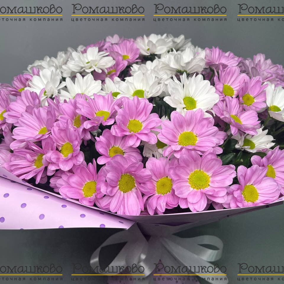 Букет из 15 бело-розовых кустовых хризантем