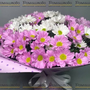 Превью Букет из 15 бело-розовых кустовых хризантем