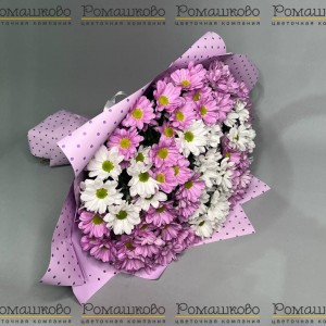 Превью Букет из 15 бело-розовых кустовых хризантем