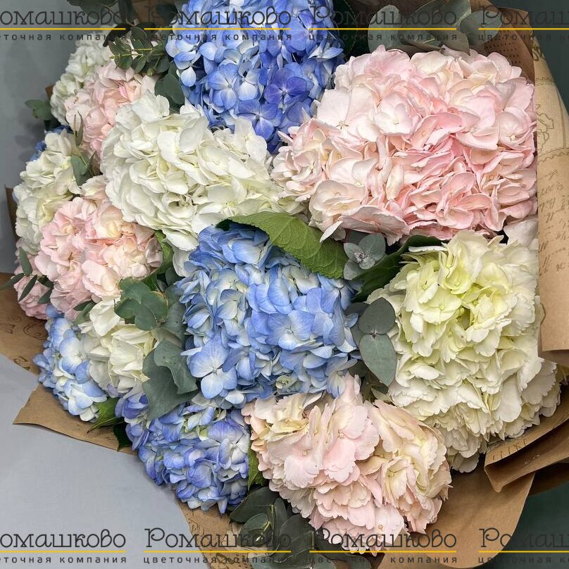 Букет из 15 гортензий (Колумбия)
