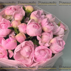 Превью Букет из 21 Бело-Розовых Пионов «Дуэт нежности»