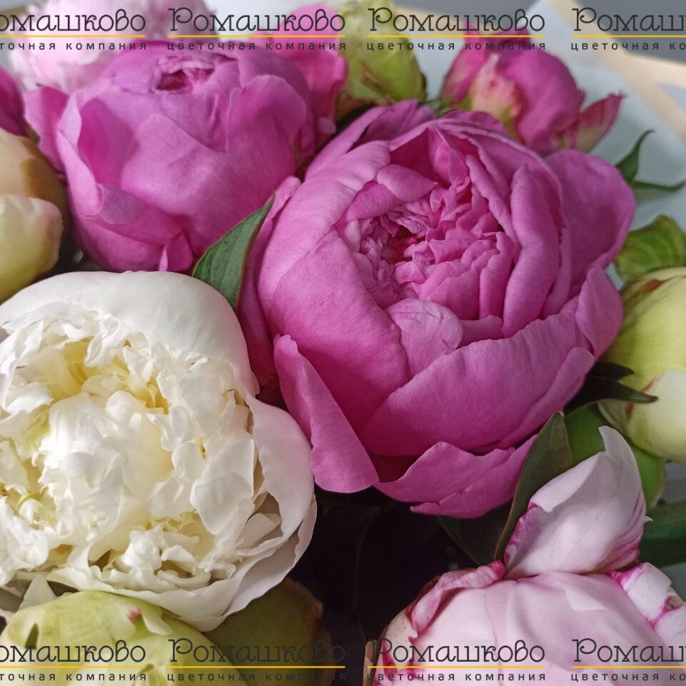 Букет из 11 Пионов Микс «Разноцветный калейдоскоп»