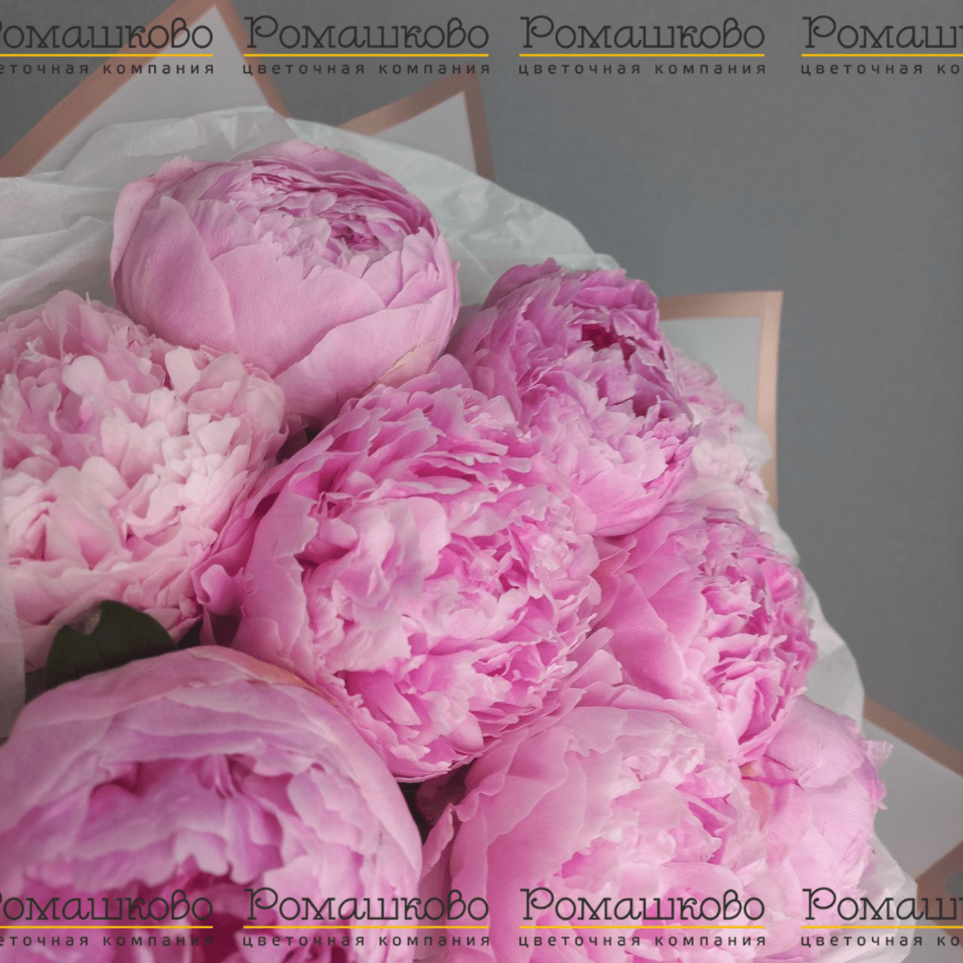 Букет из 9 Пионов Сара Бернар «Грация аристократии»