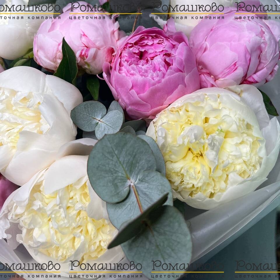 Букет из 11 Розовых и Белых Пионов «Симфония цветов»