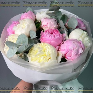 Превью Букет из 11 Розовых и Белых Пионов «Симфония цветов»