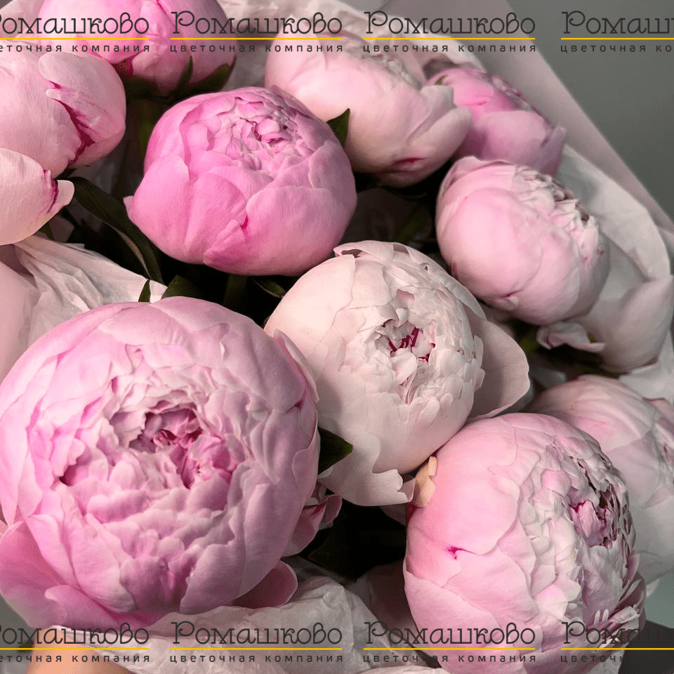 Букет из 11 Розовых Пионов «Нежный вздох»