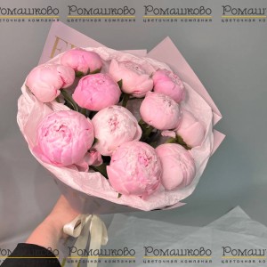 Превью Букет из 11 Розовых Пионов «Нежный вздох»