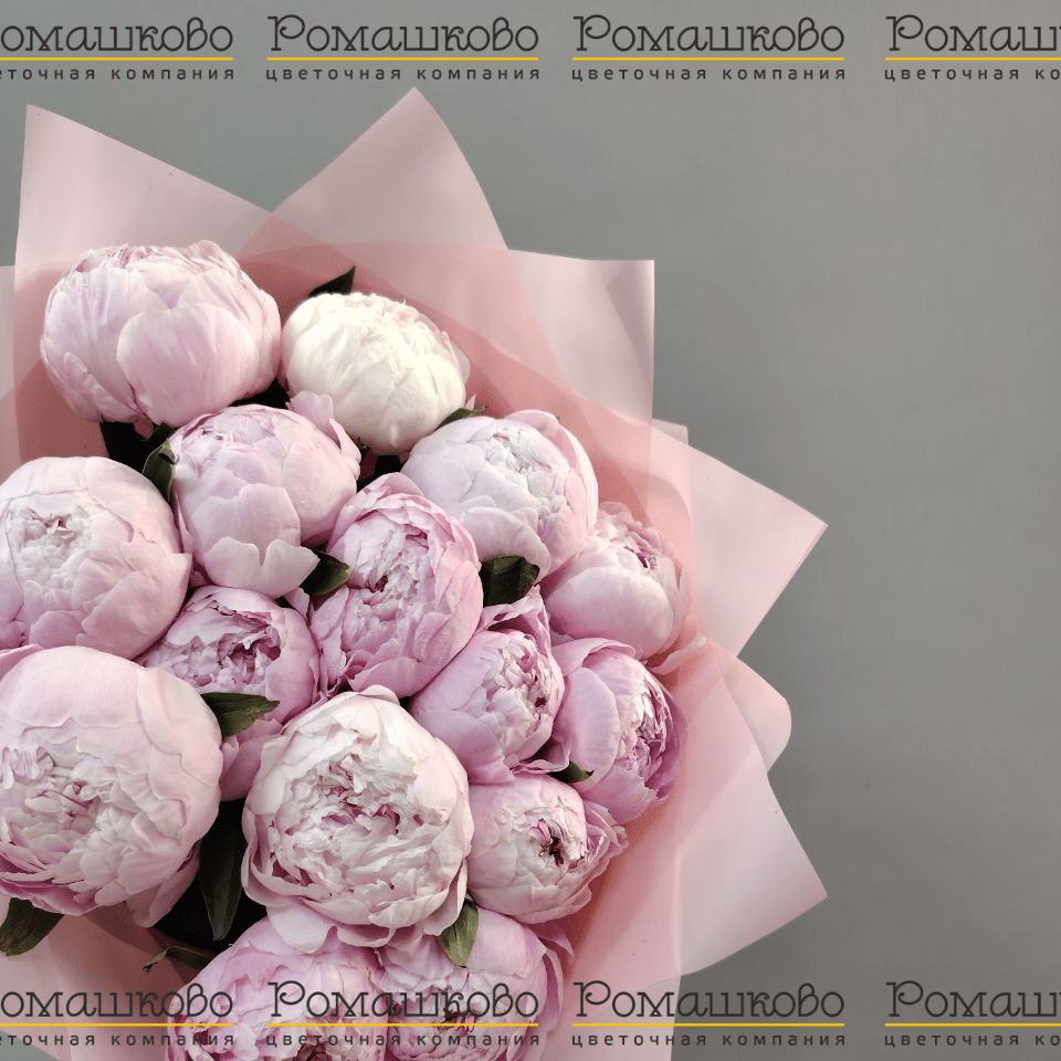 Букет из 13 Пионов Сара Бернар «Страсть»