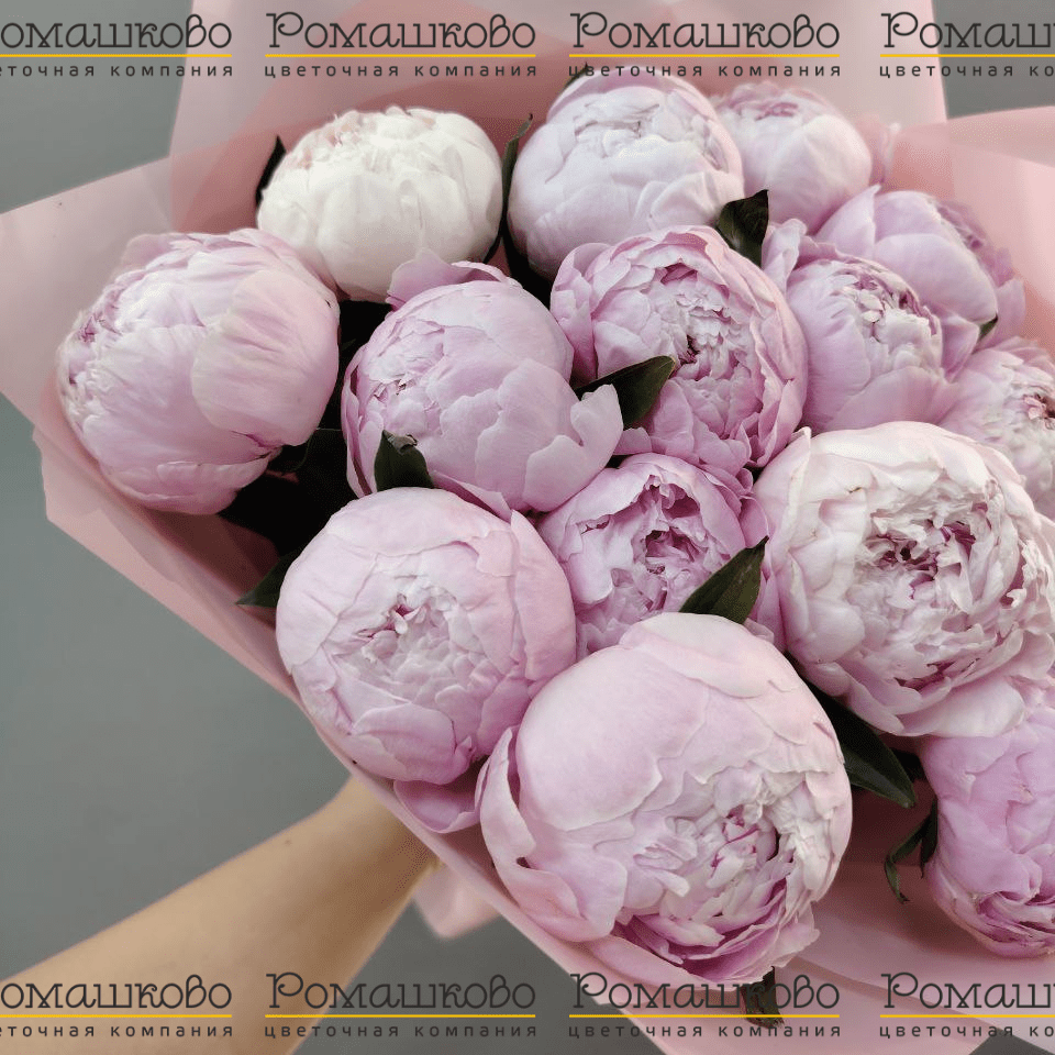 Букет из 13 Пионов Сара Бернар «Страсть»