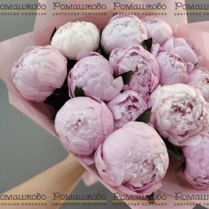 Превью Букет из 13 Пионов Сара Бернар «Страсть»