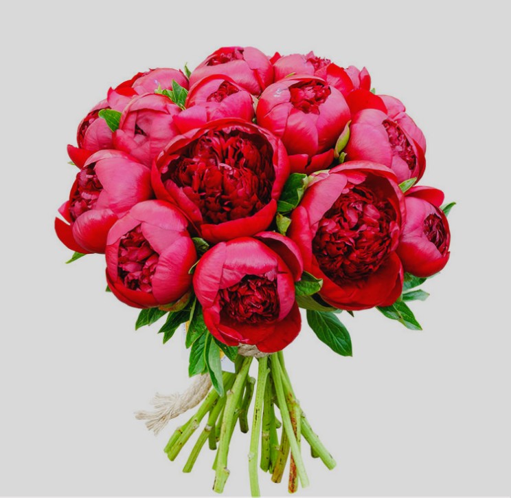 Букет из 15 Красных Пионов «Любимой»