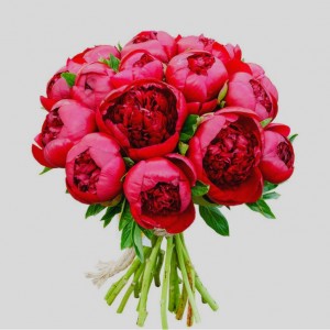 Превью Букет из 15 Красных Пионов «Любимой»
