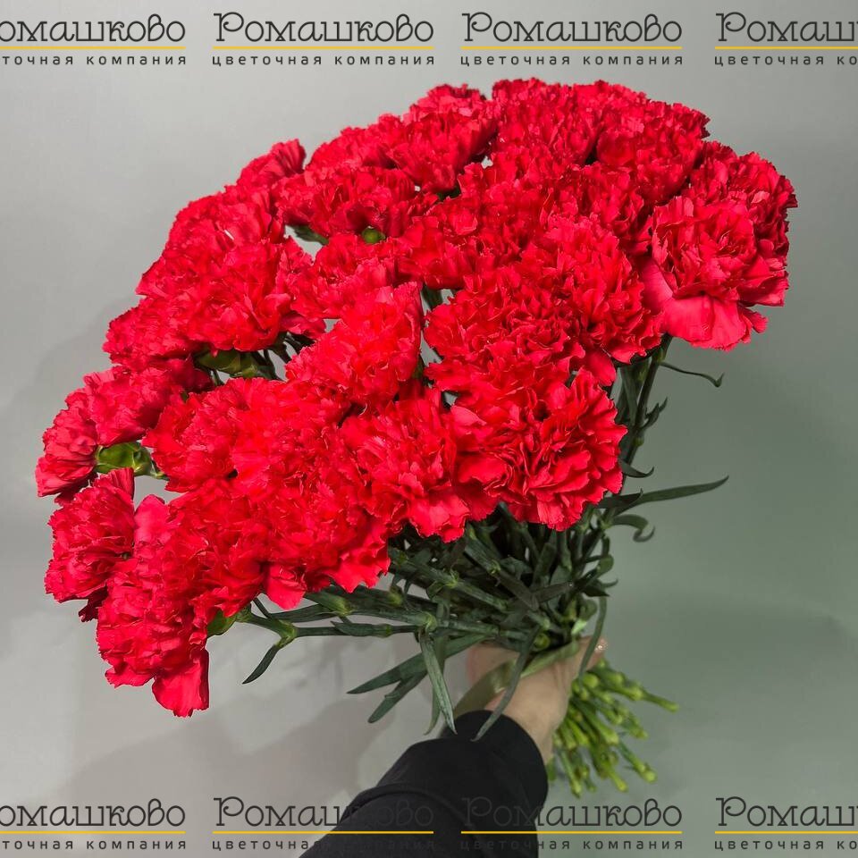 Букет из гвоздик «Гвоздики алого цвета»