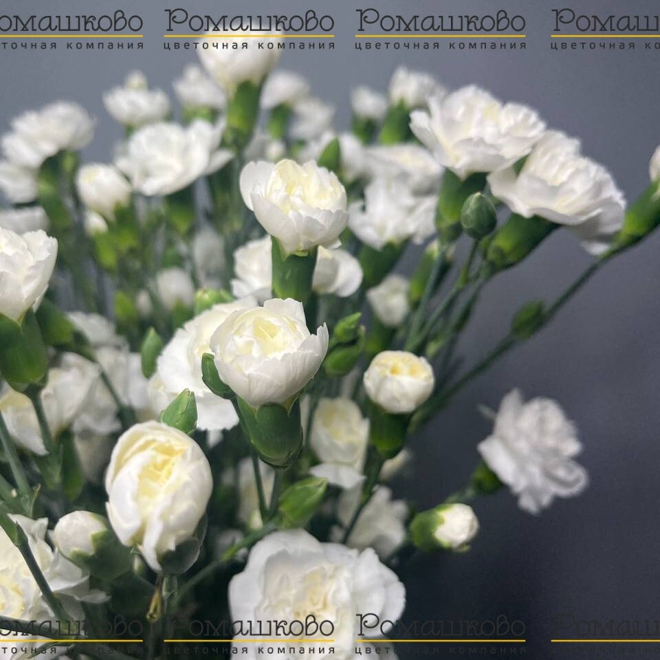 Букет из гвоздик «Цветочный фейверк»