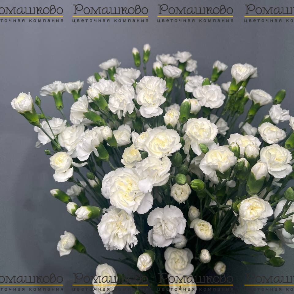 Букет из гвоздик «Цветочный фейверк»