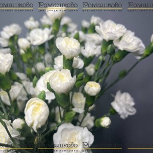 Превью Букет из гвоздик «Цветочный фейверк»