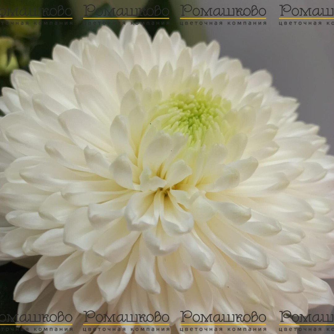 Букет из хризантем 