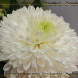 Превью Букет из хризантем 