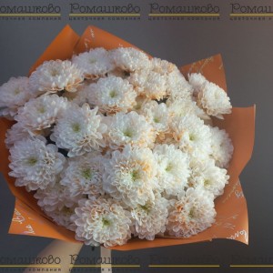 Превью Букет из 9 крашенных хризантем