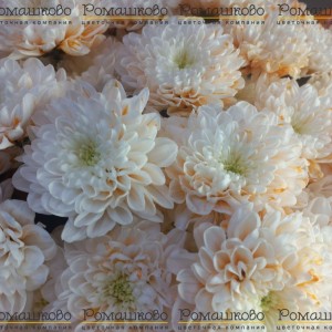 Превью Букет из 9 крашенных хризантем