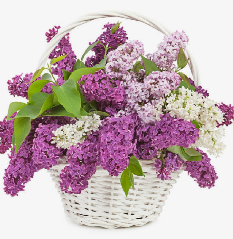 Букет из сирени 