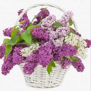 Превью Букет из сирени 