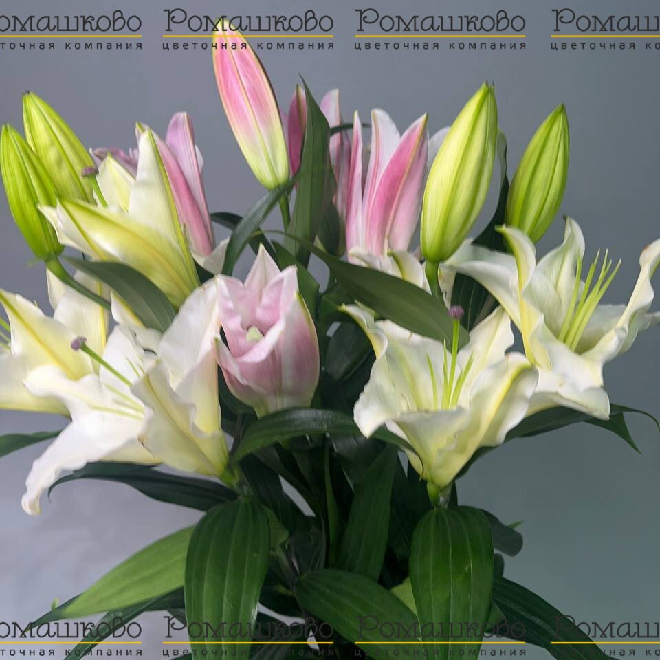 Букет из лилий «Ароматный вихрь»