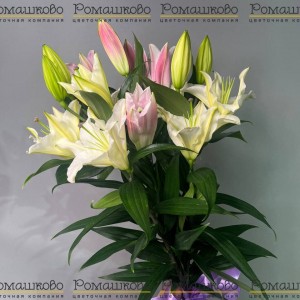 Превью Букет из лилий «Ароматный вихрь»
