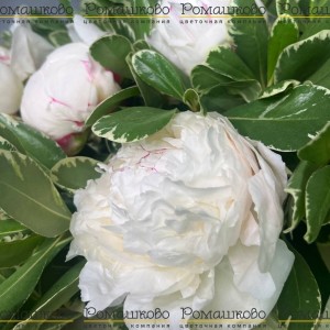 Превью Букет из пионов «Принцесса»