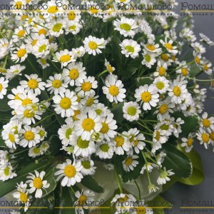 Превью Композиция «Волшебные цветы»