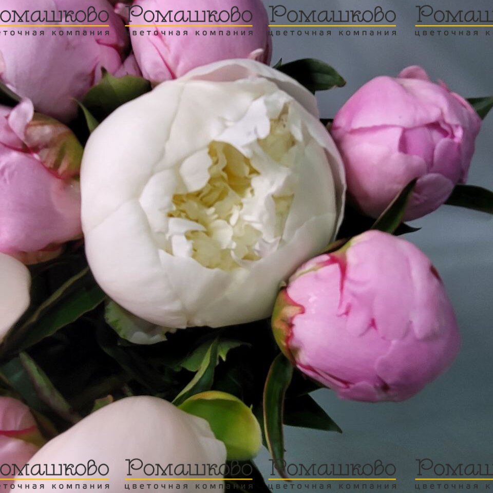 Букет из 17 пионов