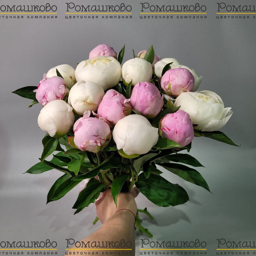 Букет из 17 пионов