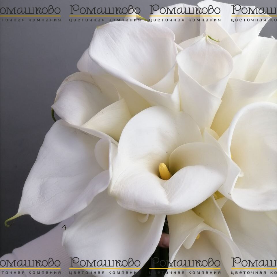 Букет из 17 калл