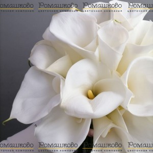 Превью Букет из 17 калл