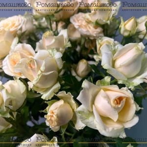 Превью Букет из кустовых роз «Ваниль»