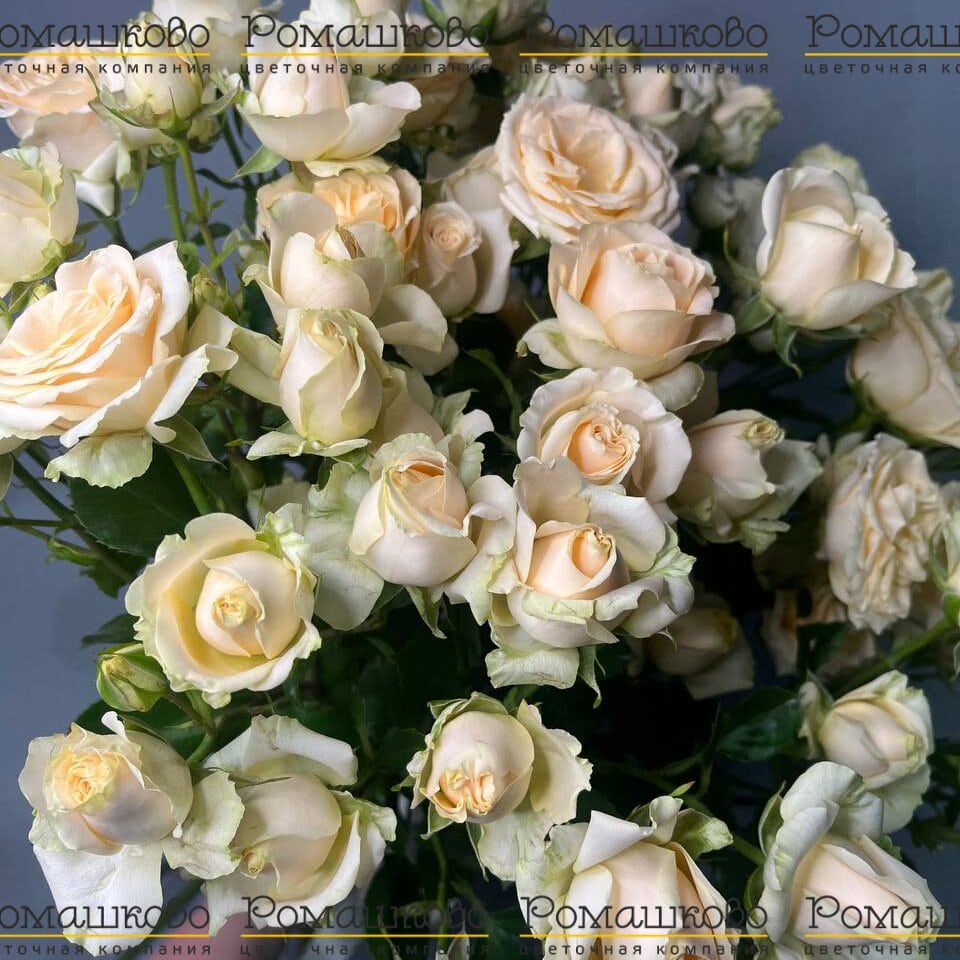 Букет из кустовых роз «Ваниль»