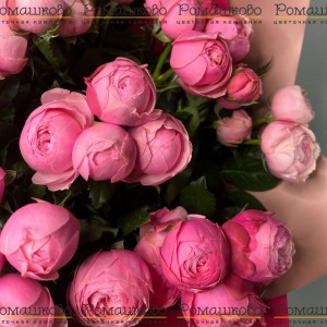 Превью Букет из кустовых роз «Роза святых чувств»