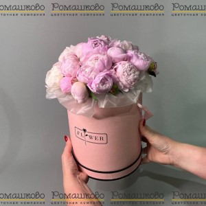 Превью Букет из 21 Пион Сара Бернар в коробке «Пионы в коробке»