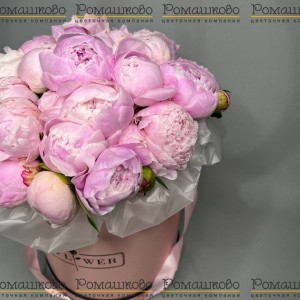 Превью Букет из 21 Пион Сара Бернар в коробке «Пионы в коробке»